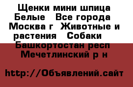 Щенки мини шпица Белые - Все города, Москва г. Животные и растения » Собаки   . Башкортостан респ.,Мечетлинский р-н